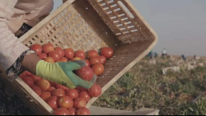 Film Tomates maudites réalisé par Marwa Tiba